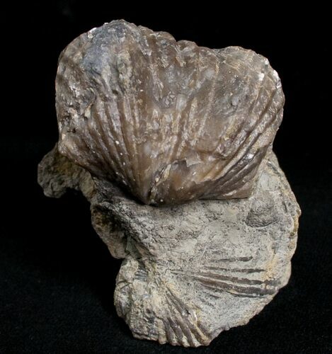 Large Platystrophia Brachiopod Fossil - Kentucky #6625